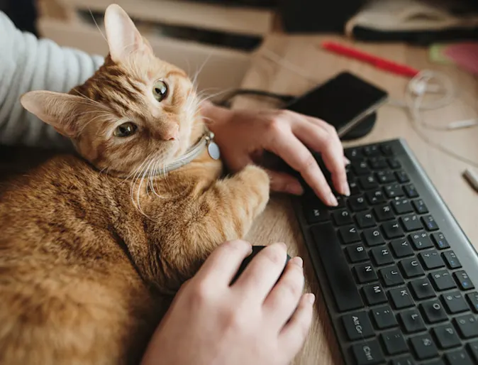 Human using keyboard with cat on their lap Human using keyboard with cat on their lap