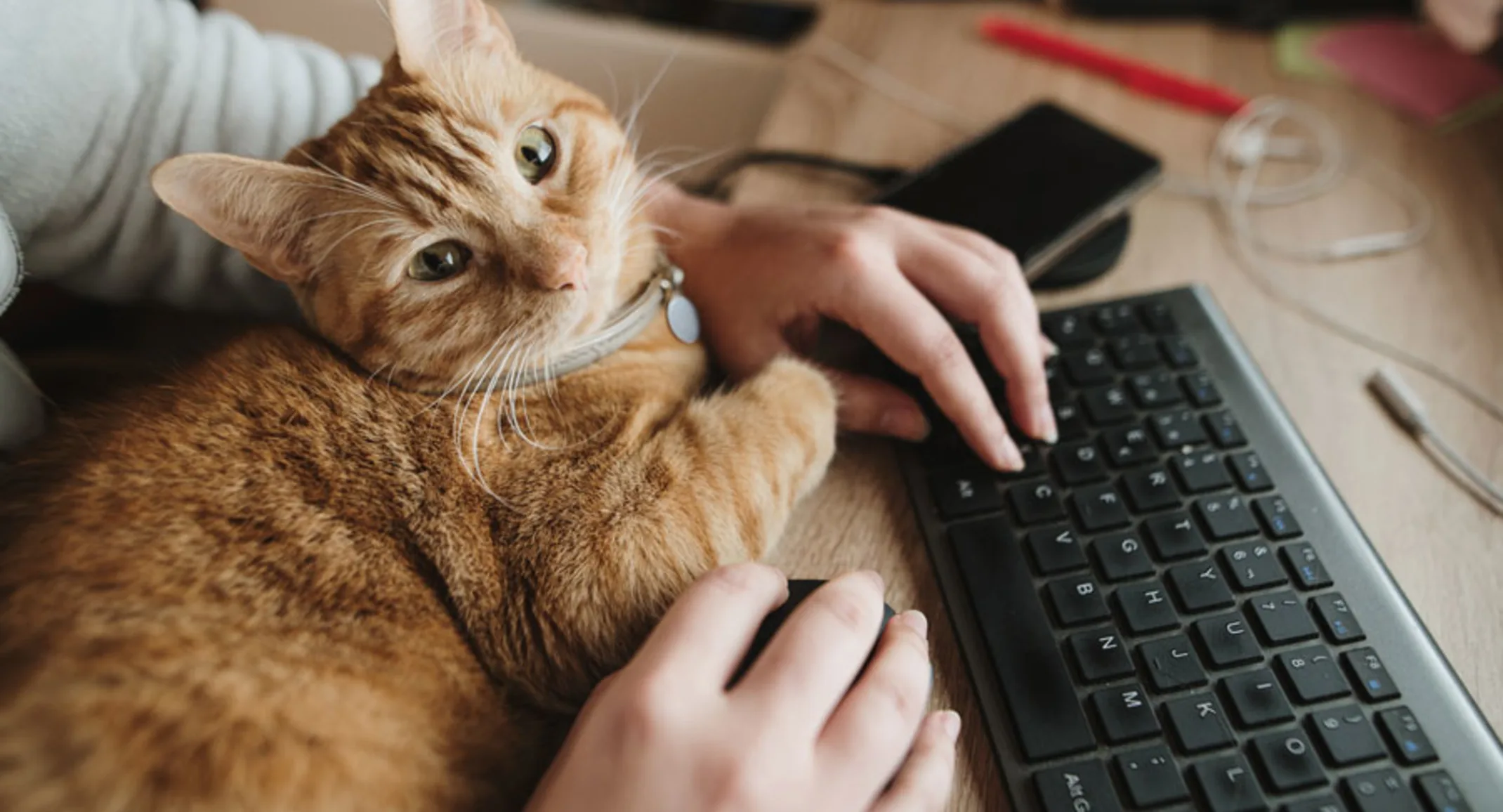 Human using keyboard with cat on their lap Human using keyboard with cat on their lap