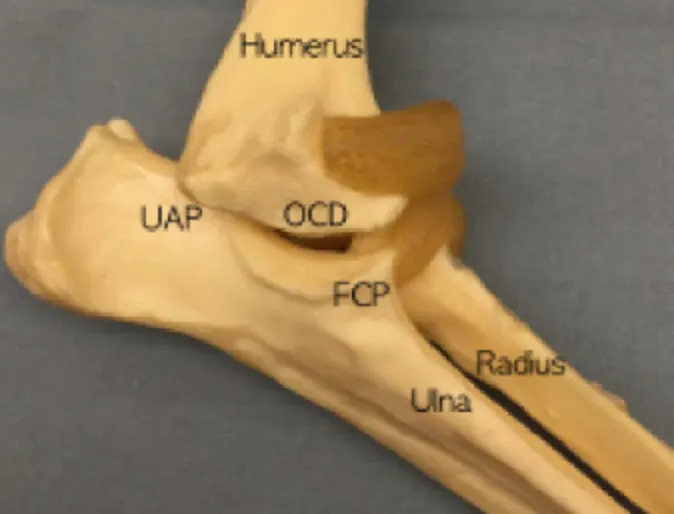 Elbow Dysplasia at Veterinary Emergency and Referral Hospital of West Toronto Elbow Dysplasia at Veterinary Emergency and Referral Hospital of West Toronto