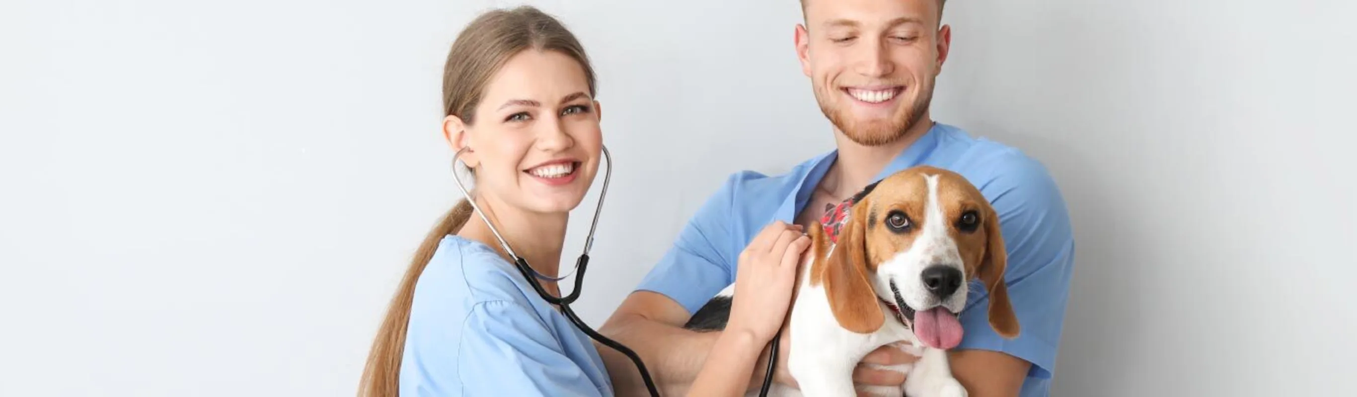 Dog (beagle) being held by held and examined by vet techs