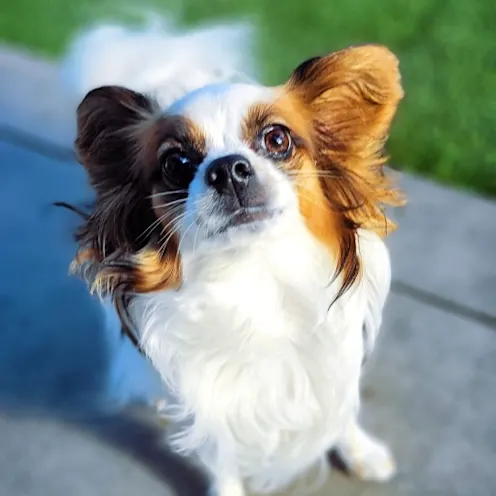 Chihuahua at Pima North Animal Hospital Chihuahua at Pima North Animal Hospital