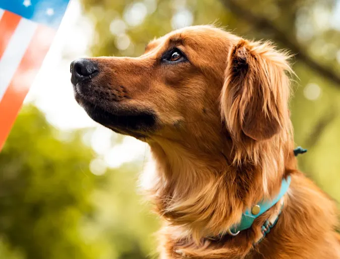Dog standing next to an American flag outside. Dog standing next to an American flag outside.