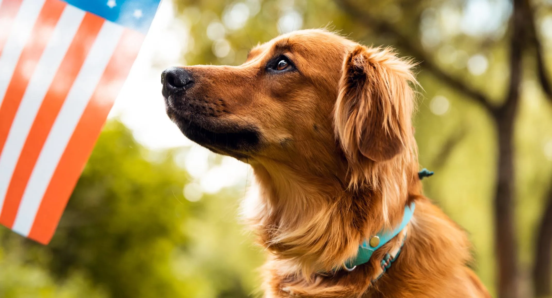 Dog standing next to an American flag outside. Dog standing next to an American flag outside.