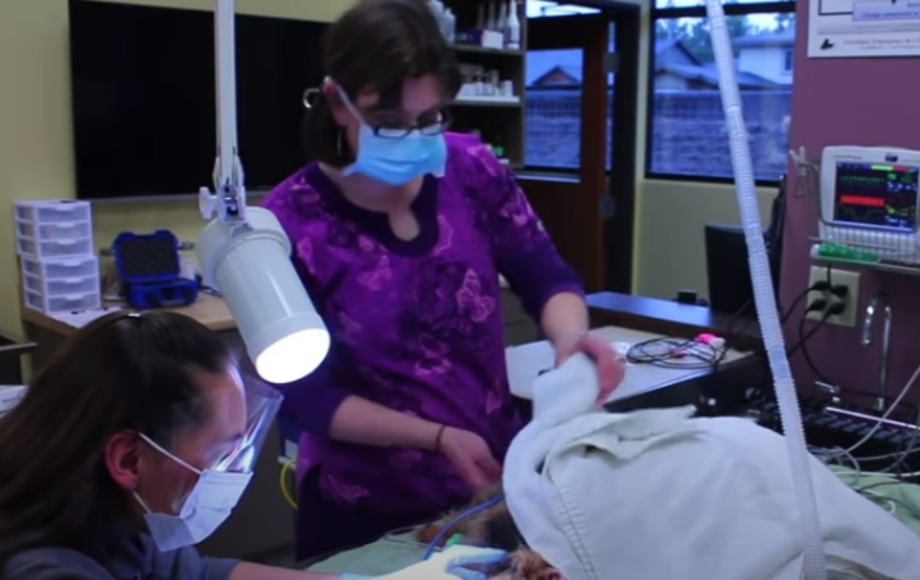 Two technicians performing a dental procedure at Brookswood Animal Clinic