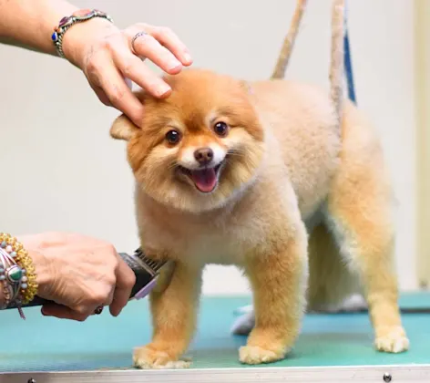 Grooming at Animal Medical Center of Hattiesburg. Grooming at Animal Medical Center of Hattiesburg.