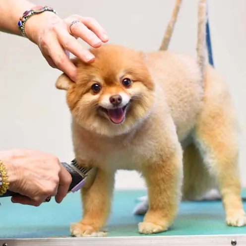 Grooming at Animal Medical Center of Hattiesburg. Grooming at Animal Medical Center of Hattiesburg.