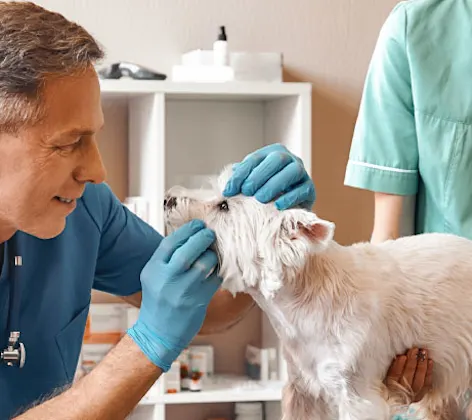 Dog Examine by Doctors Medical