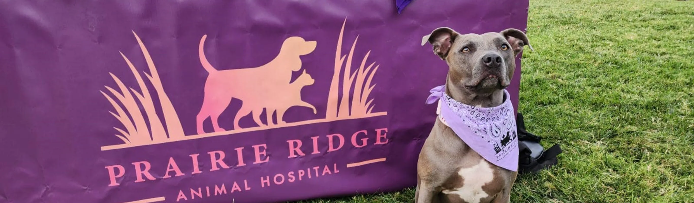 Prairie Ridge Animal Hospital pet portrait in front of booth Prairie Ridge Animal Hospital pet portrait in front of booth