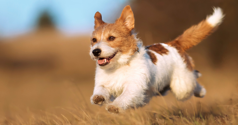 Lee's Summit Animal Hospital