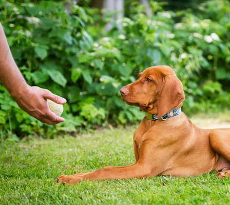 Golden Brown Labrador Retriever is healing down to a ball that the trainer has in his hand Golden Brown Labrador Retriever is healing down to a ball that the trainer has in his hand