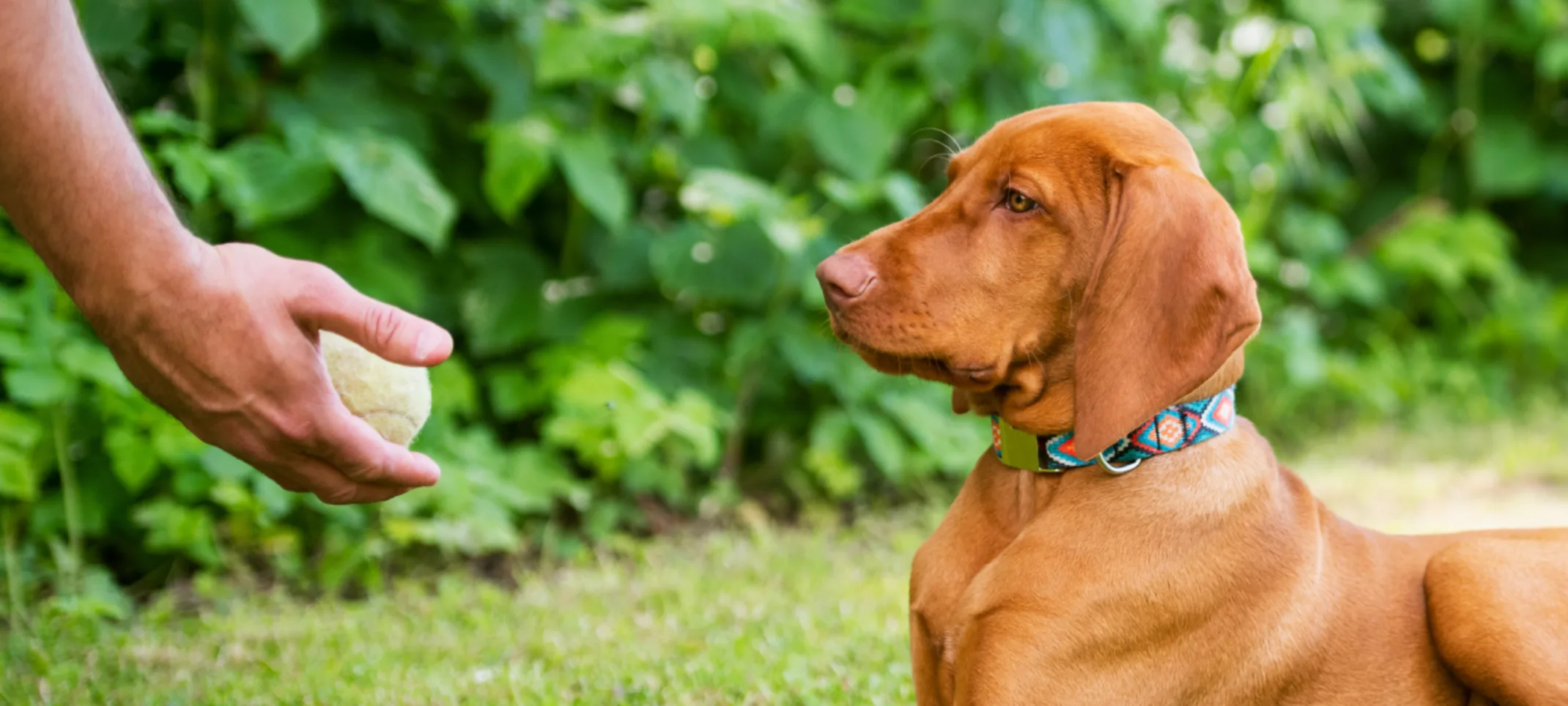 Golden Brown Labrador Retriever is healing down to a ball that the trainer has in his hand Golden Brown Labrador Retriever is healing down to a ball that the trainer has in his hand