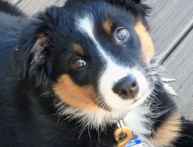 brown and back dog looking at camera