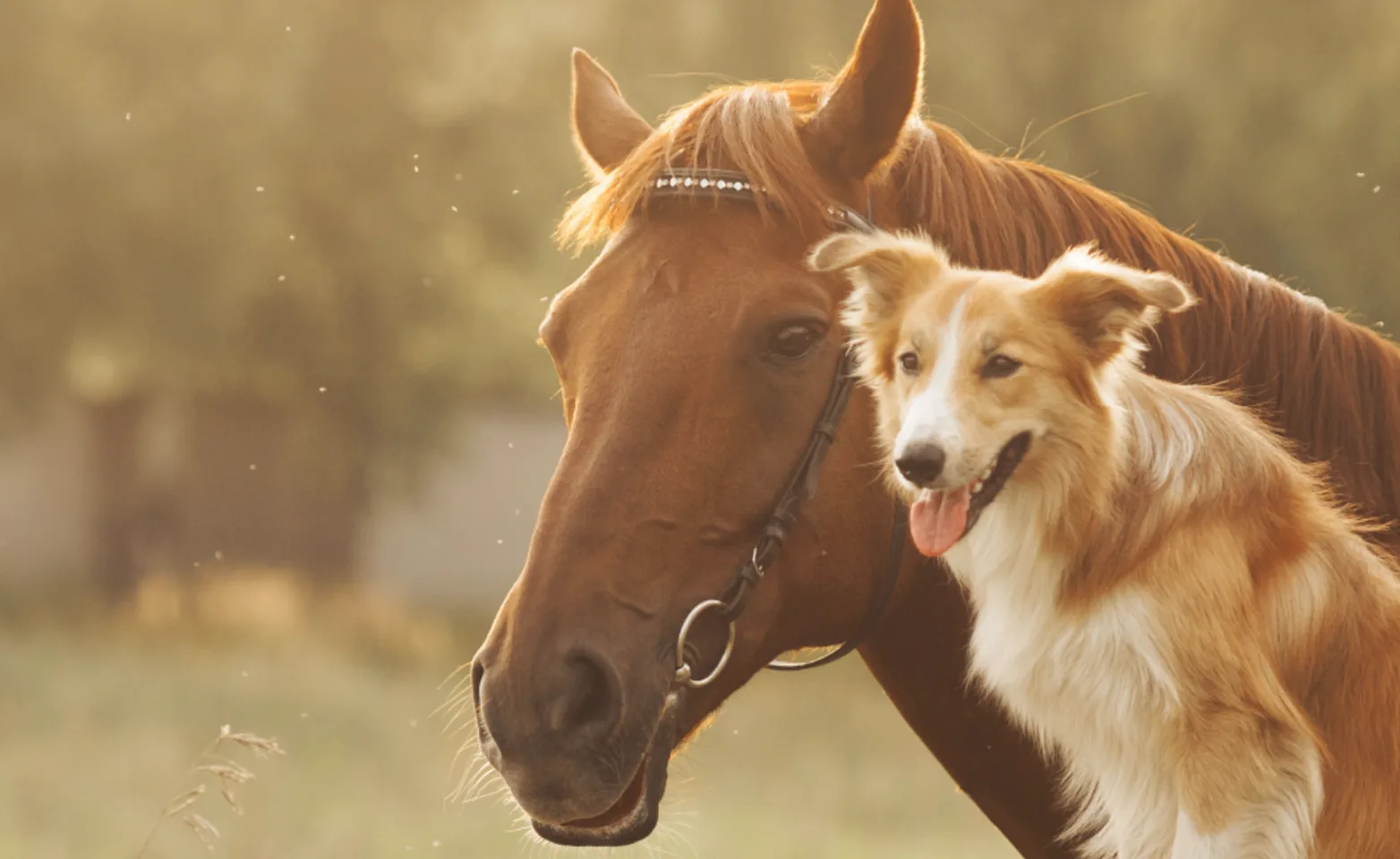 Dog and Horse sitting together 