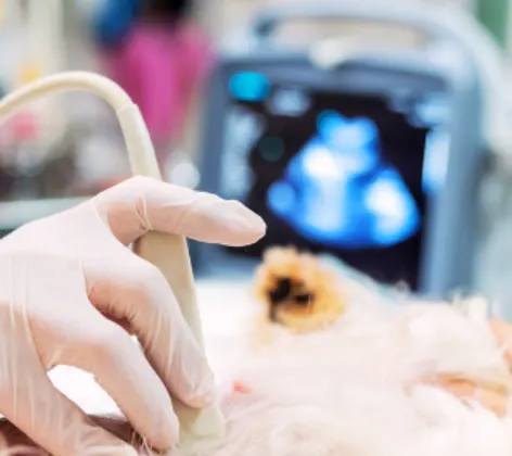 Dog Receiving Ultrasound Dog Receiving Ultrasound