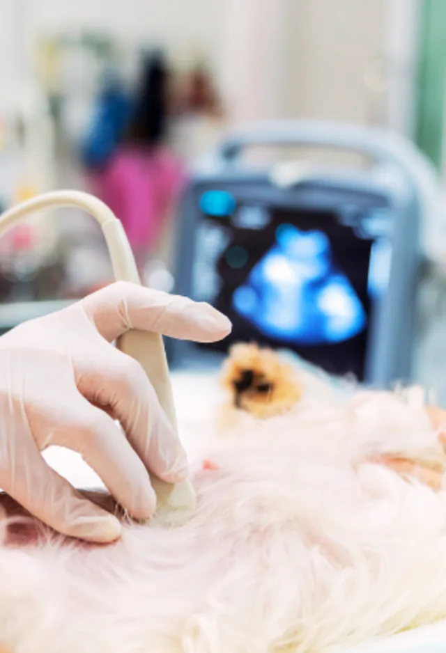 Dog Receiving Ultrasound Dog Receiving Ultrasound