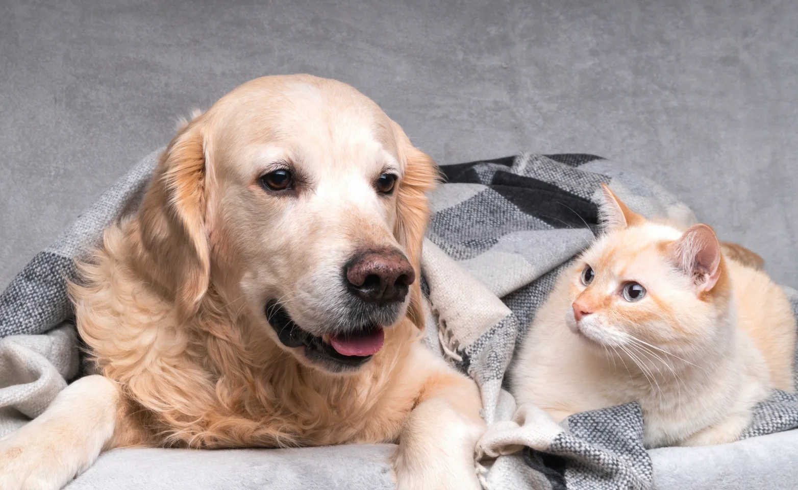 Dog and cat laying on a couch wrapped in a blanket Dog and cat laying on a couch wrapped in a blanket