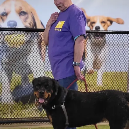 Joy Training Large Rottweiler