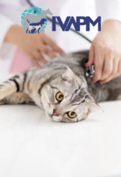 IVAPM logo and cat with a stethoscope IVAPM logo and cat with a stethoscope