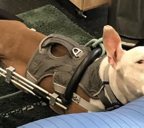 A brown dog wearing physical rehabilitation equipment