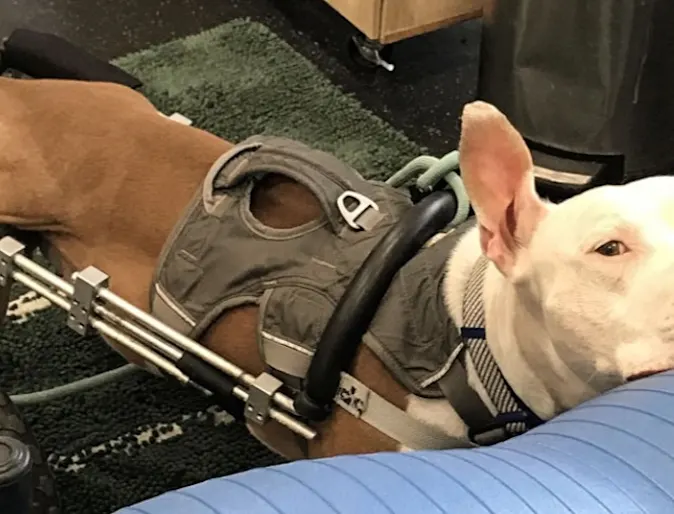 A brown dog wearing physical rehabilitation equipment A brown dog wearing physical rehabilitation equipment