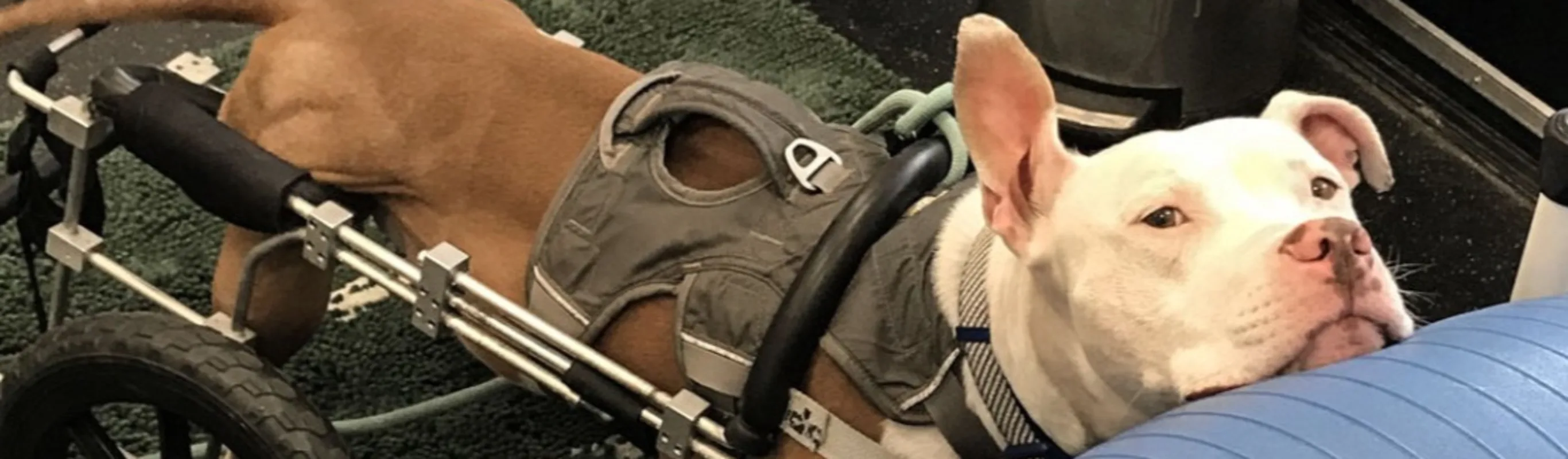 A brown dog wearing physical rehabilitation equipment A brown dog wearing physical rehabilitation equipment
