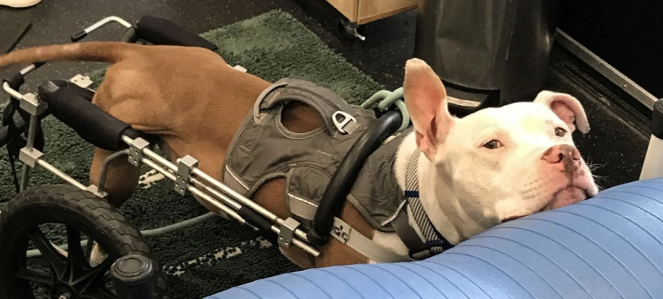 A brown dog wearing physical rehabilitation equipment
