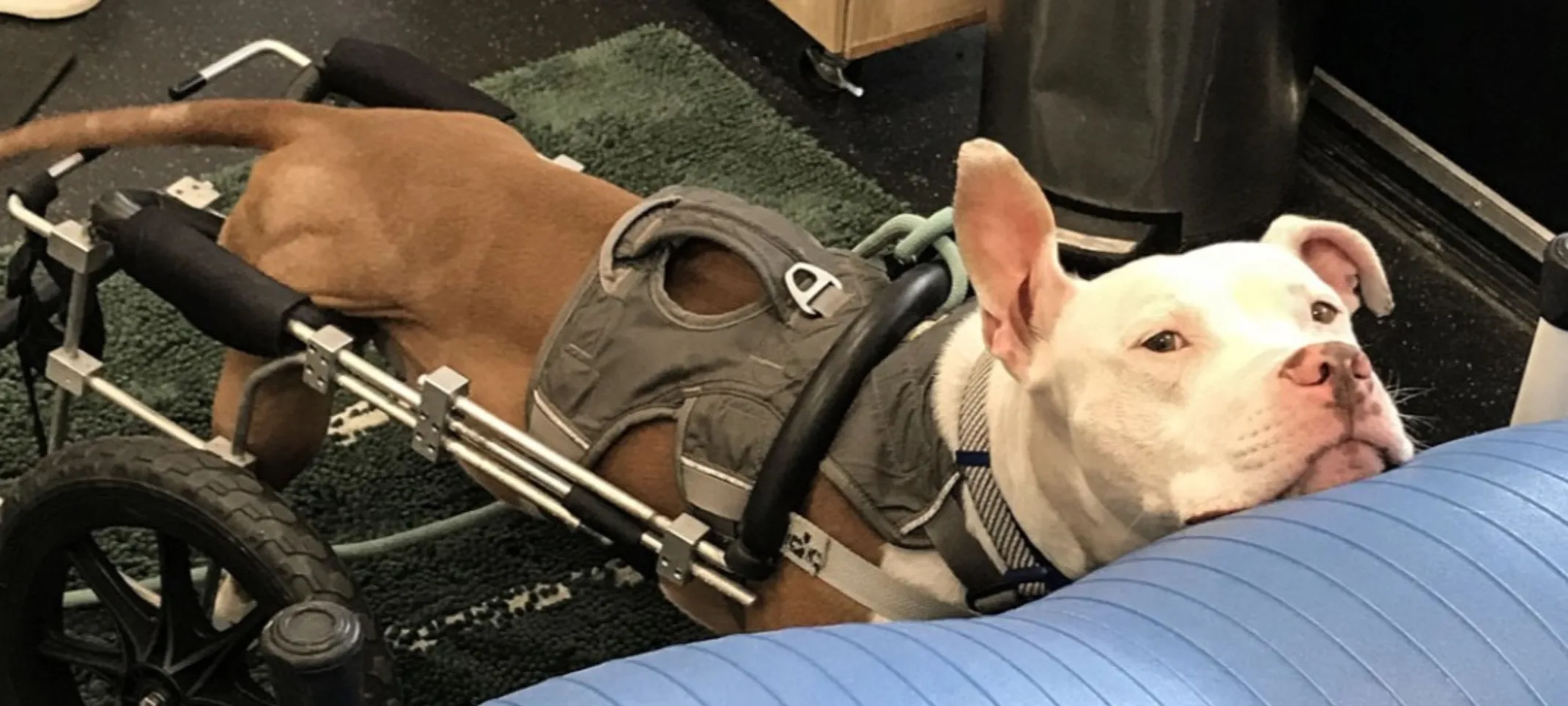 A brown dog wearing physical rehabilitation equipment