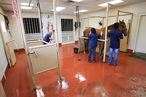 Staff preparing to examine a horse at Retama Equine Hospital