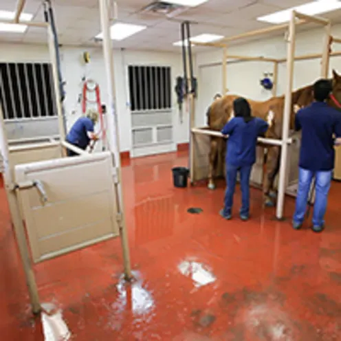 Staff preparing to examine a horse at Retama Equine Hospital