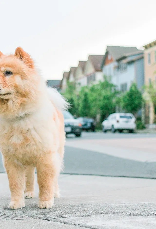 dog standing in street dog standing in street