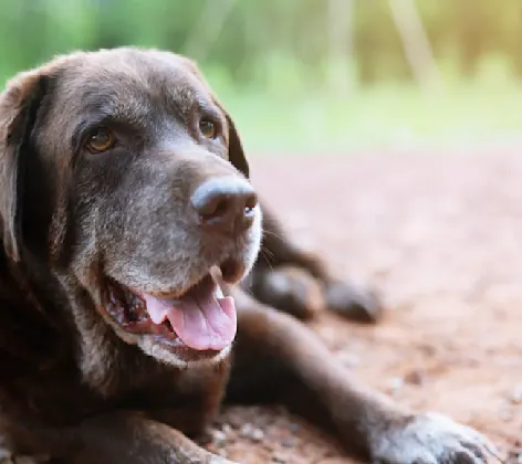 Brown senior dog laying down 