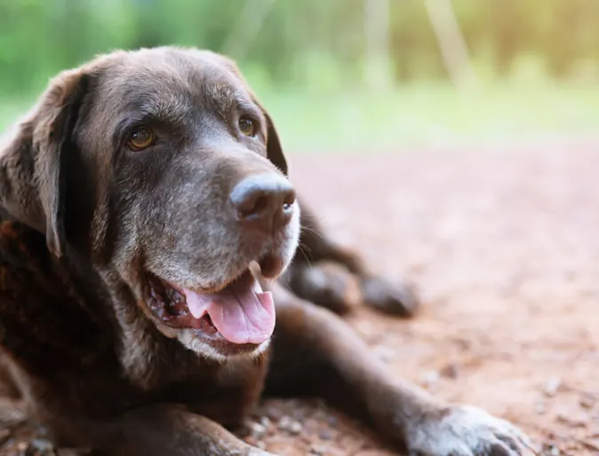 Brown senior dog laying down 