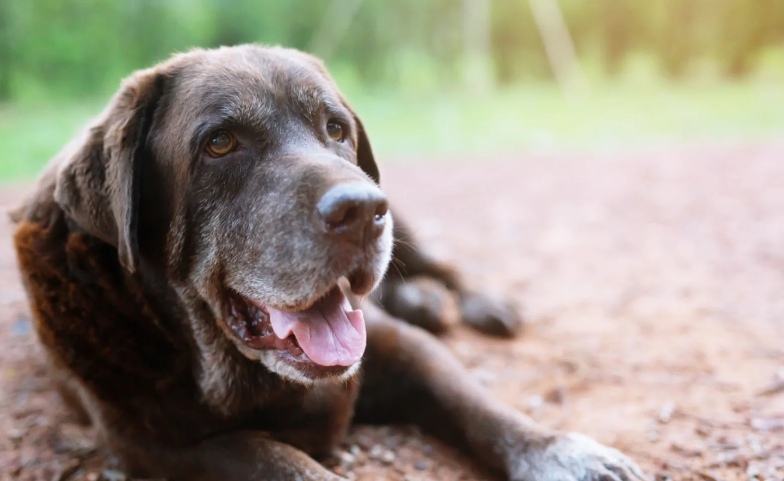 Brown senior dog laying down 