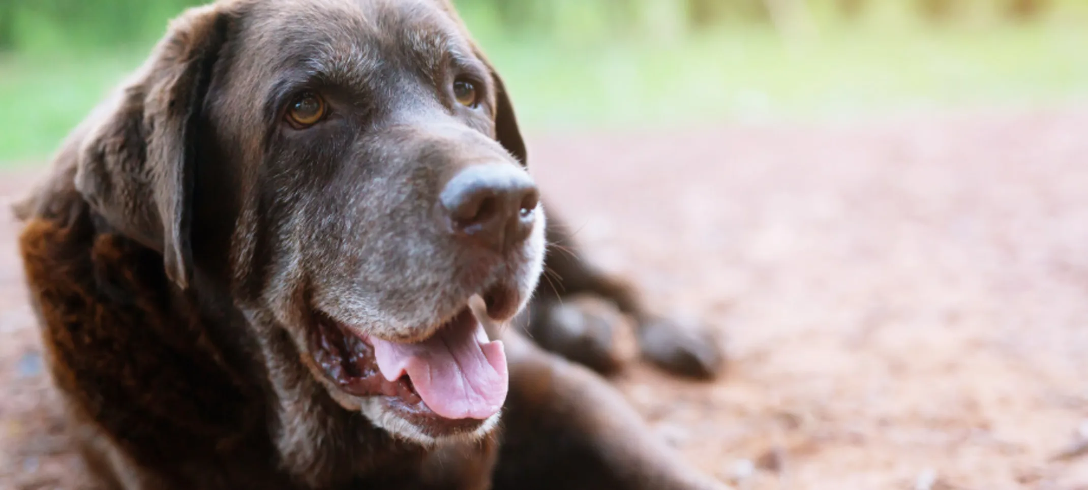 Brown senior dog laying down Brown senior dog laying down