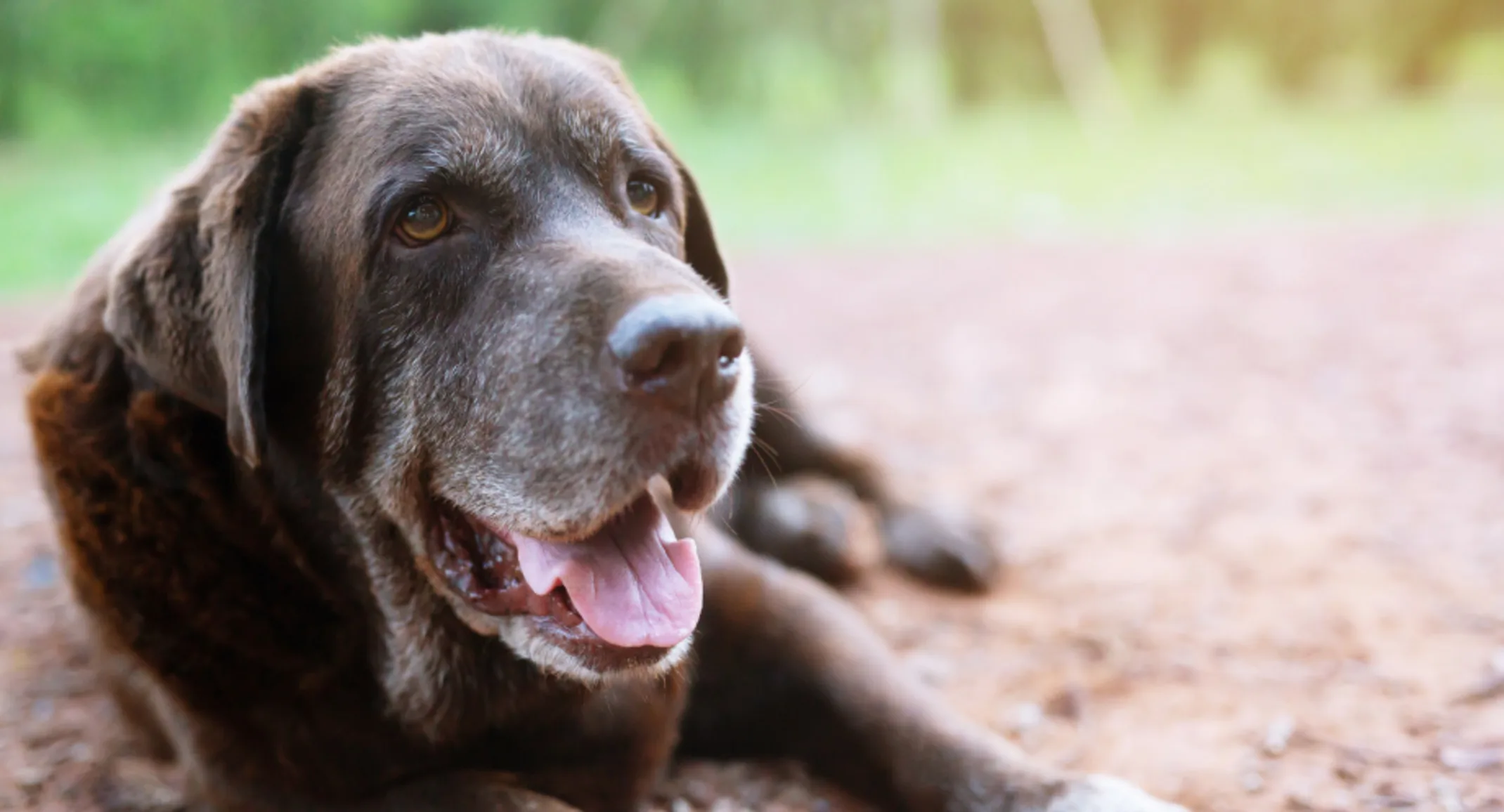 Brown senior dog laying down 