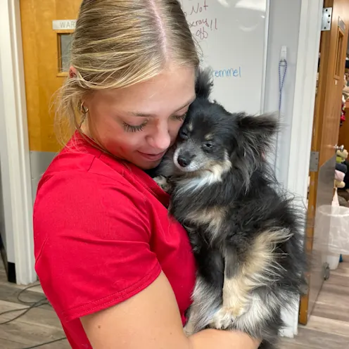 Small Dog Being Held at Ferry Farm Animal Clinic Small Dog Being Held at Ferry Farm Animal Clinic