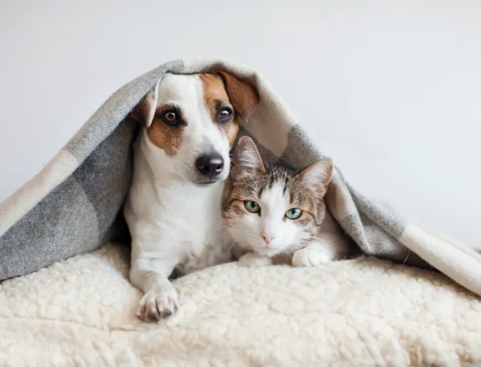 dog and cat under blanket