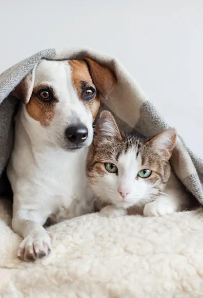 dog and cat under blanket dog and cat under blanket