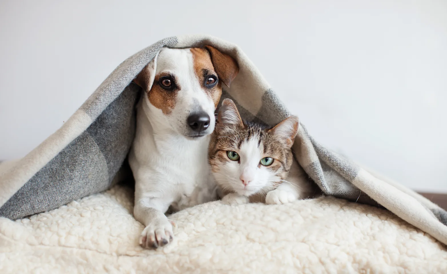 dog and cat under blanket