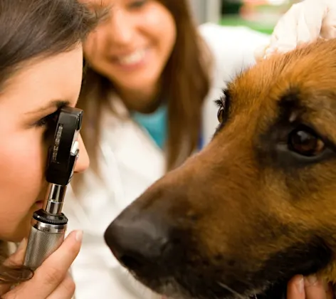 Ophthalmology at Abbotsford Animal Hospital