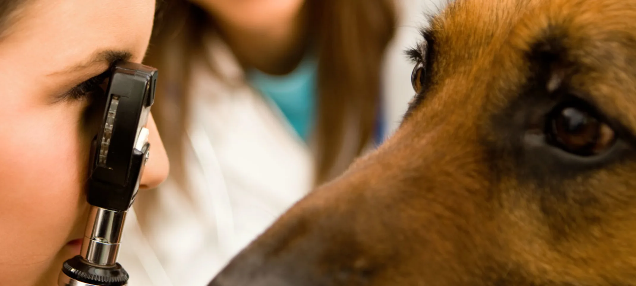 Ophthalmology at Abbotsford Animal Hospital