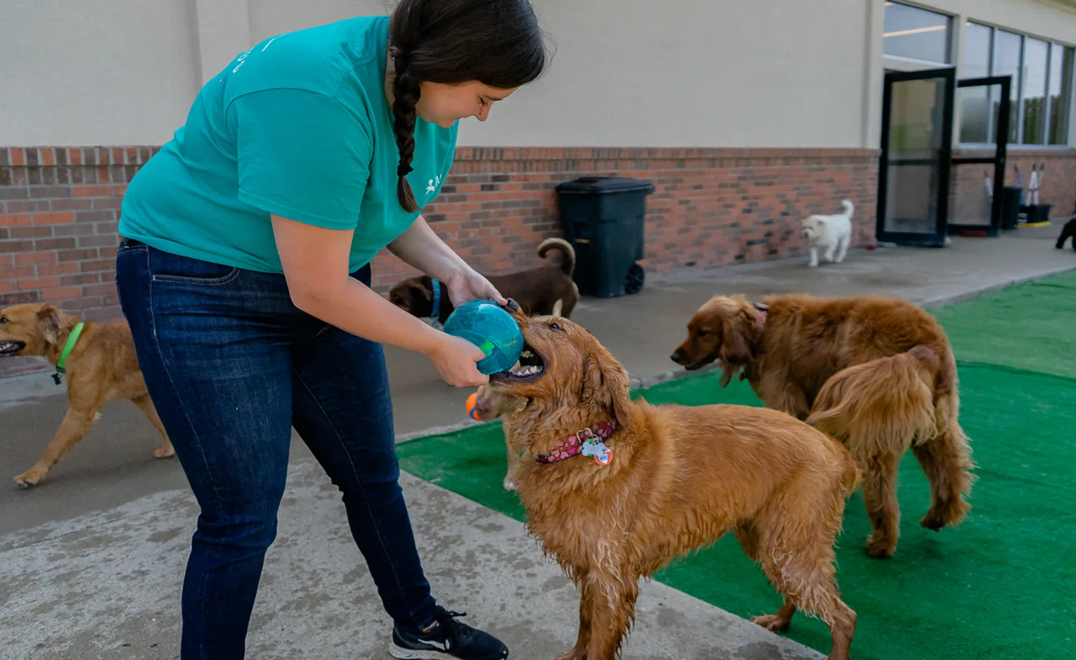Dog playing with a ball held by resort staff Dog playing with a ball held by resort staff