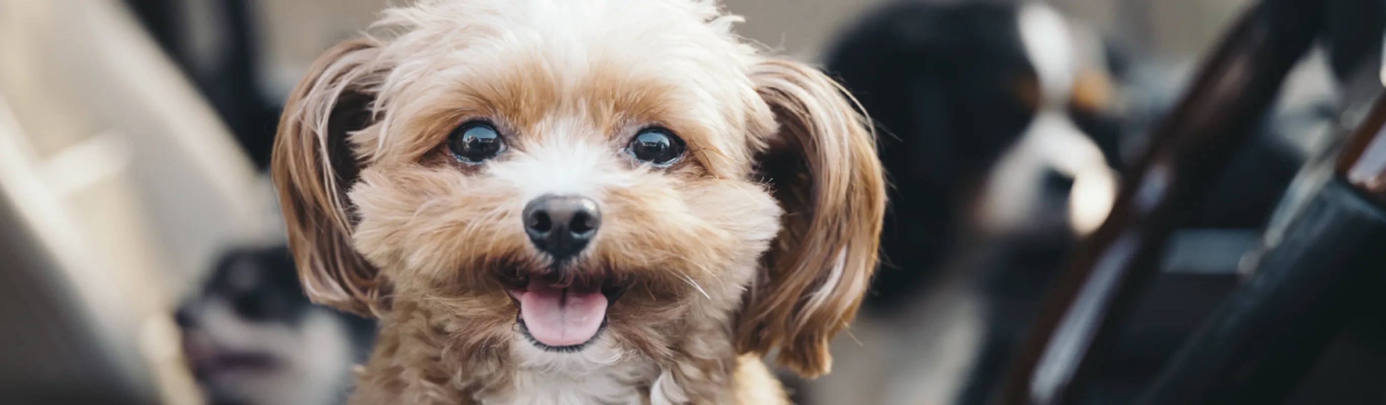 Dog looking out the window with tongue out