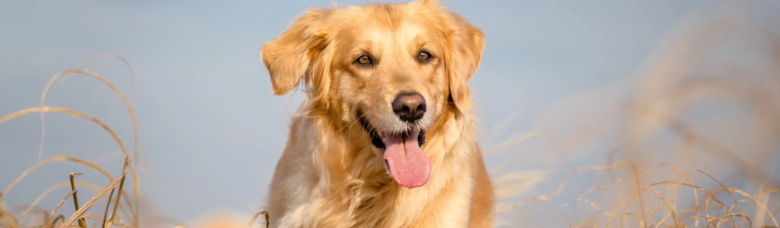 Golden retriever running through tall, gold, grass.