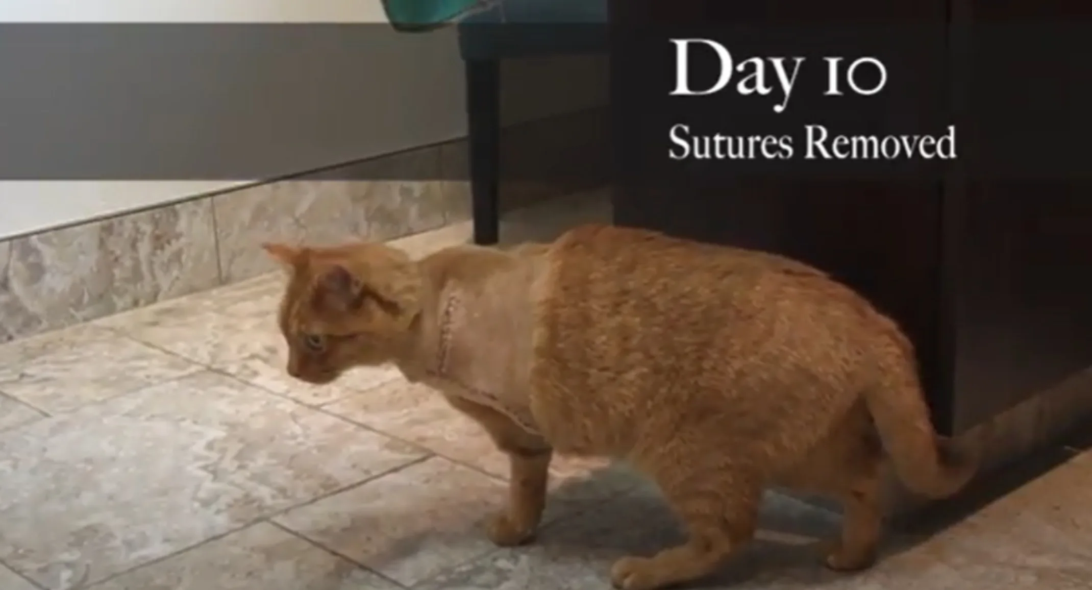 Tuna the 3 Legged Cat Tuna the 3 Legged Cat