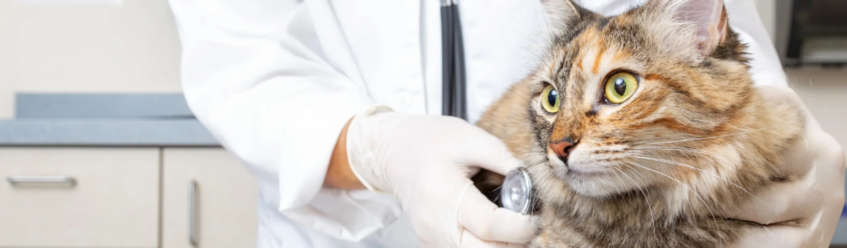 Cat being examined by a veterinarian with a stethoscope