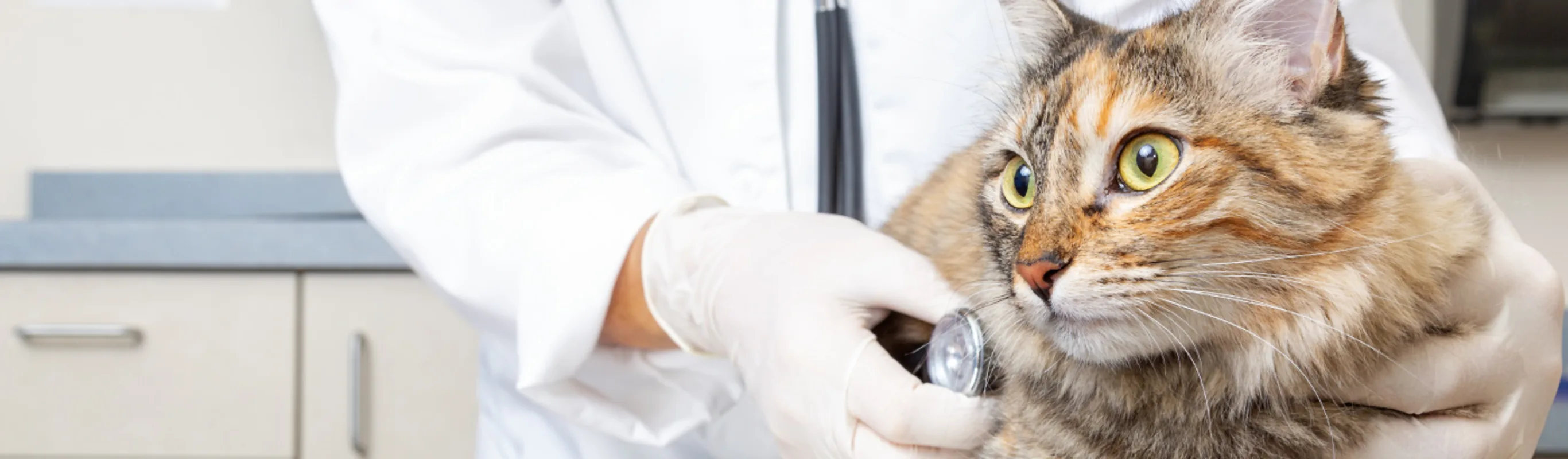 Cat being examined by a veterinarian with a stethoscope Cat being examined by a veterinarian with a stethoscope