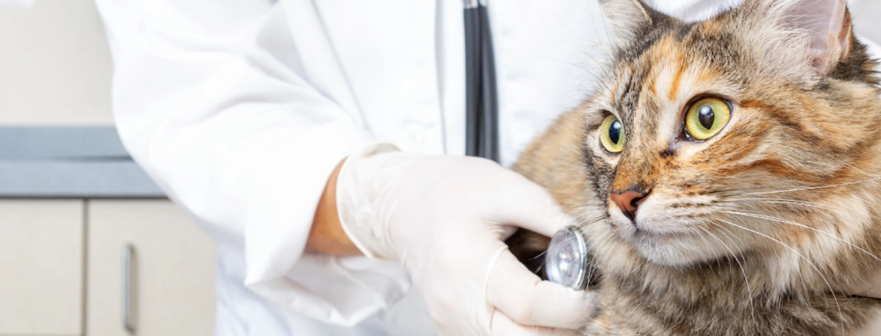 Cat being examined by a veterinarian with a stethoscope Cat being examined by a veterinarian with a stethoscope