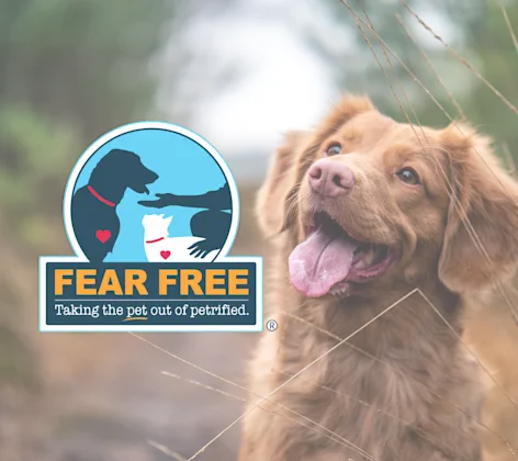 Fear Free Fear Free