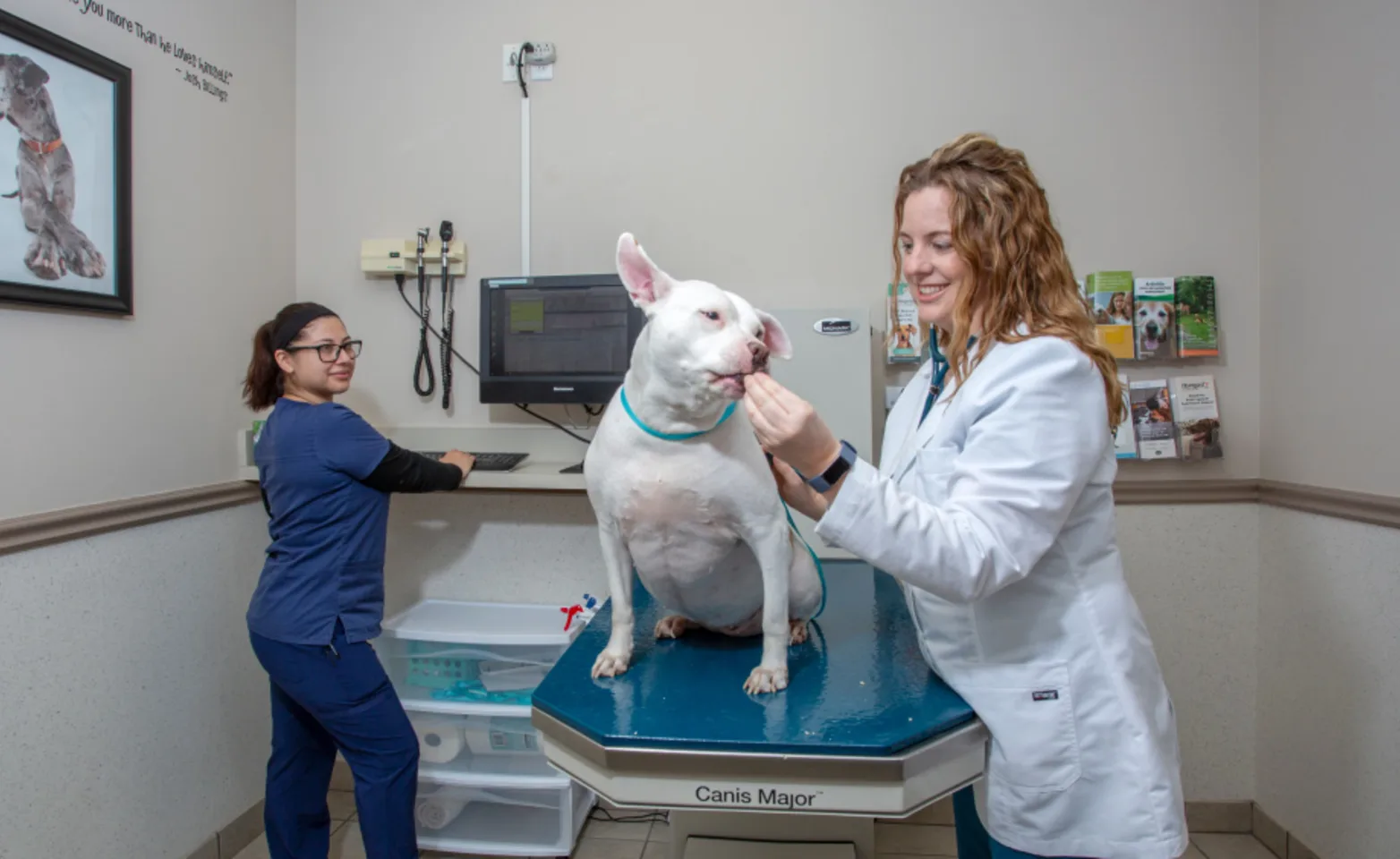 doctor examining dog